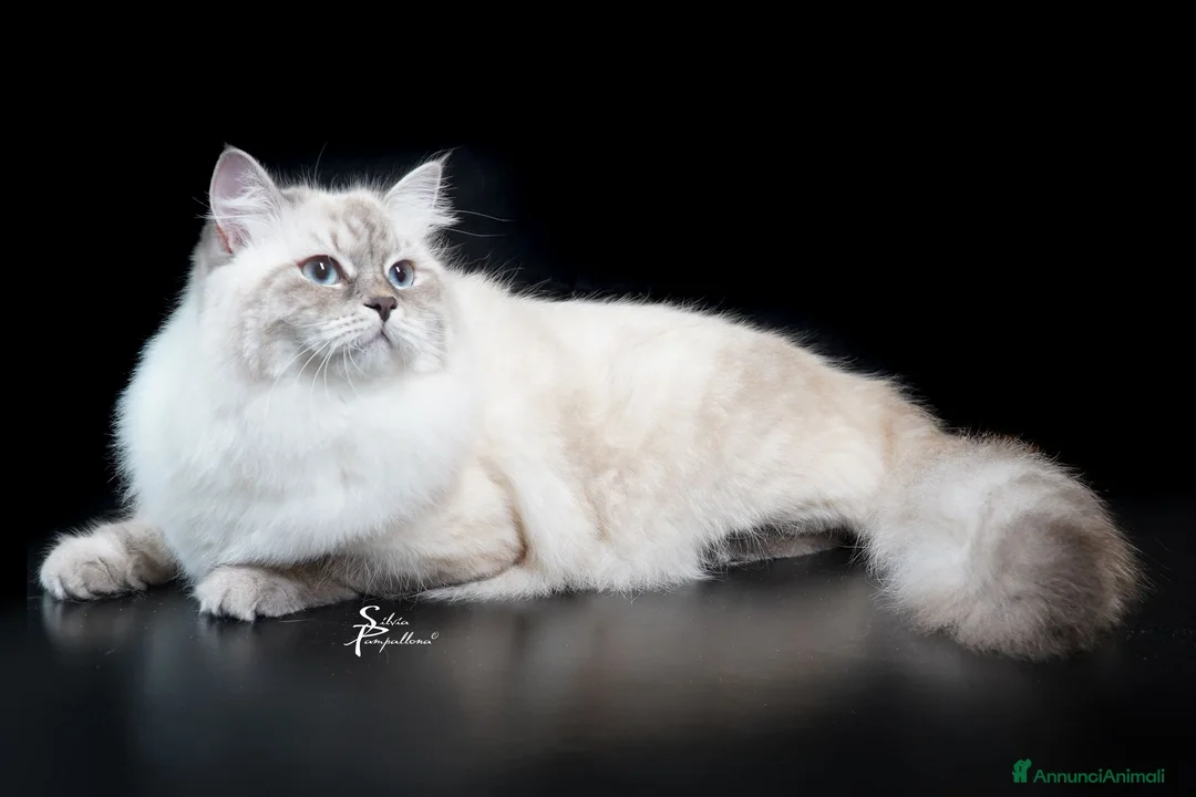 Siberiano gatti in vendita: Cuccioli di gatto siberiano ipoallergenico - Annuncio 3
