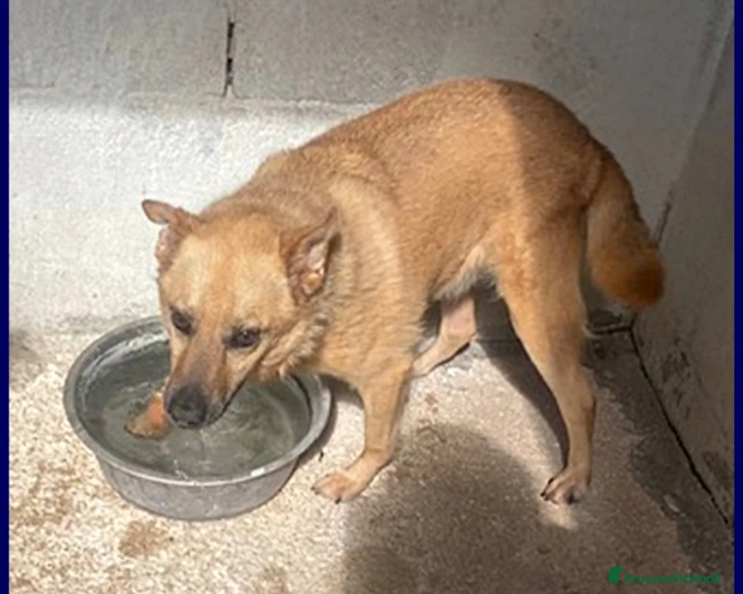 Meticcio cani in regalo: BOMBER VIVACE CAGNOLINO 6 ANNI, DA TROPPO IN GABBI a Roma - Annuncio 5