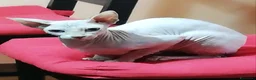 Sphynx gatti in vendita: Sphynx - Annuncio 1