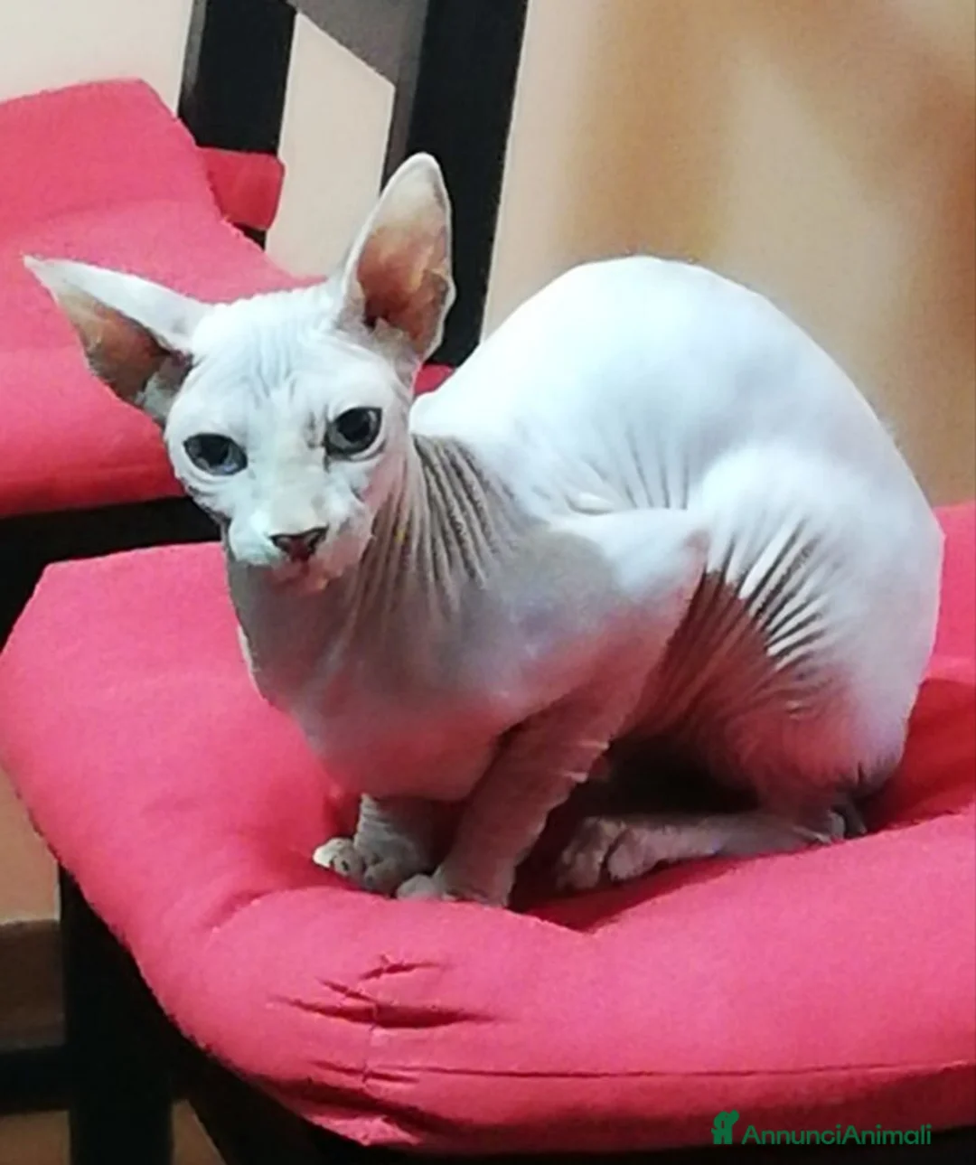 Sphynx gatti in vendita: Sphynx - Annuncio 1