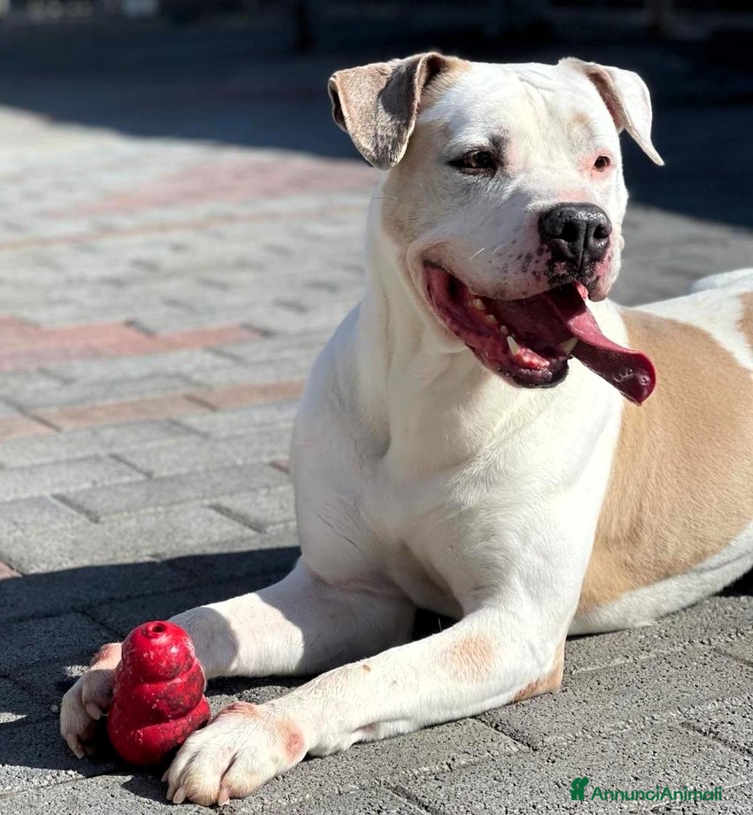 Meticcio cani in regalo: MAMBO PIT - Annuncio 9
