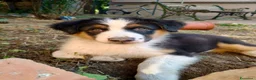 Australian Shepherd cani in vendita: cuccioli di pastore Australiano con pedigree ENCI - Annuncio 19