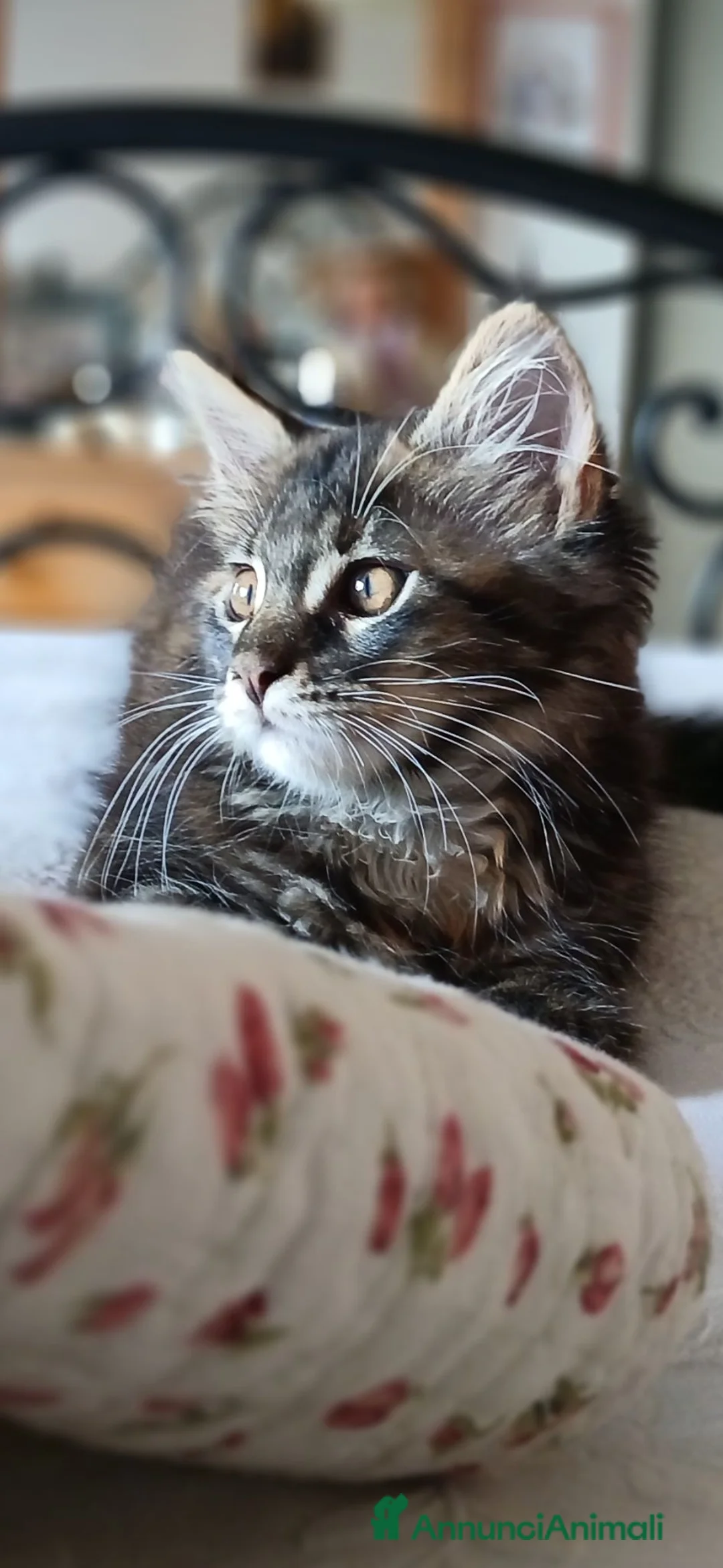 Maine Coon gatti in vendita: Cucciola di Maine coon  - Annuncio 1