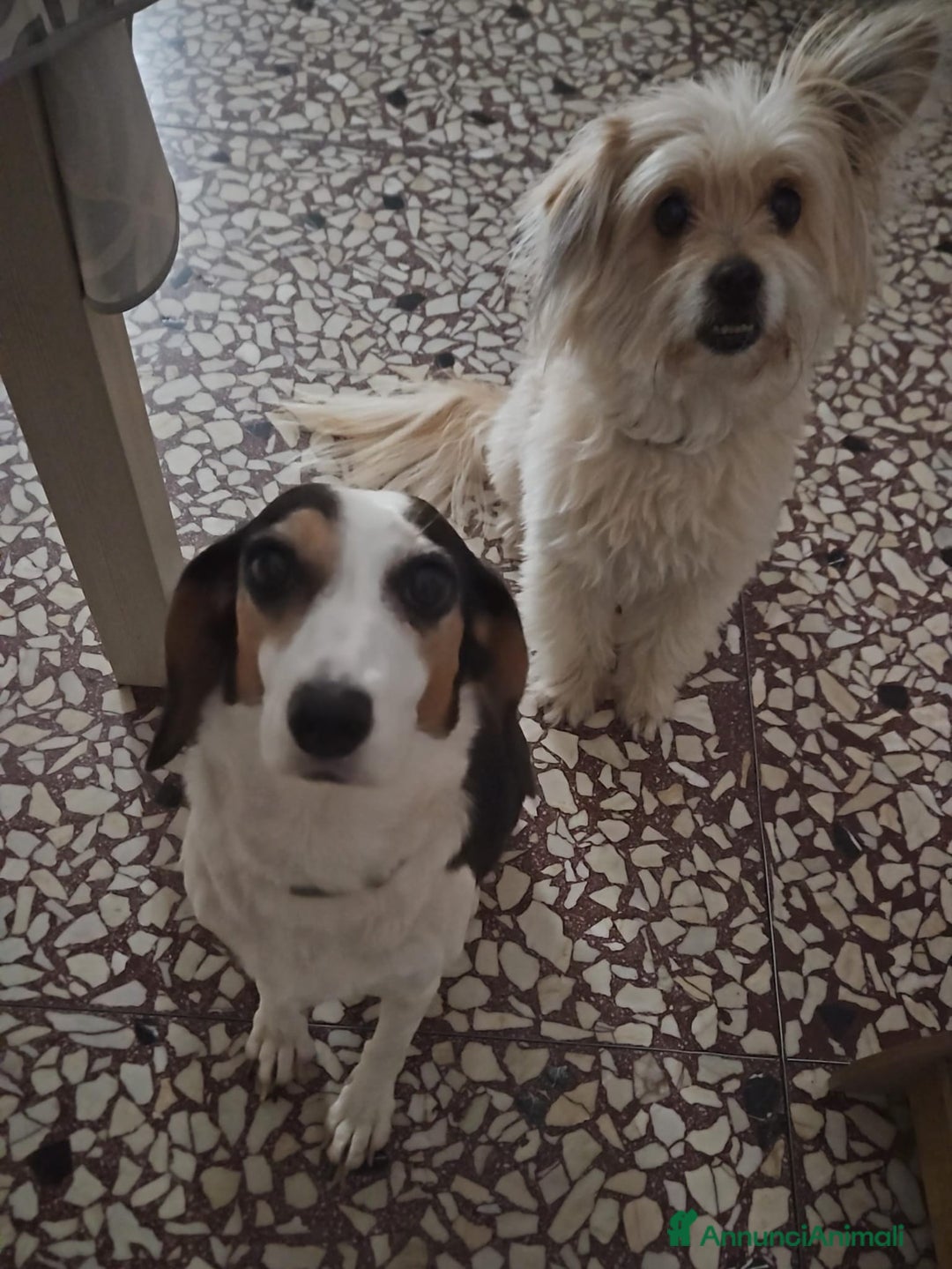 Meticcio cani in regalo: Tanti bellissimi cuccioli da adottare  - Annuncio 12