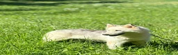 Husky cani in regalo: Donut, una dolcezza di Husky - Annuncio 3