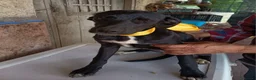 Meticcio cani in regalo: UNA MAMMA PER FIONA a Provincia di Varese - Annuncio 5