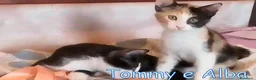 Europeo gatti in regalo: TOMMY E ALBA DOLCISSIMI GATTINI - Annuncio 3