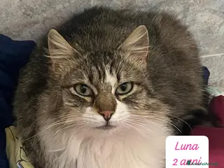 Altre razze gatti Gattini desiderosi di trovare famiglia - Annuncio 28