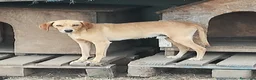 Meticcio cani in regalo: JAZZ ASPETTA UNA MAMMA  a Città metropolitana di Milano - Annuncio 3