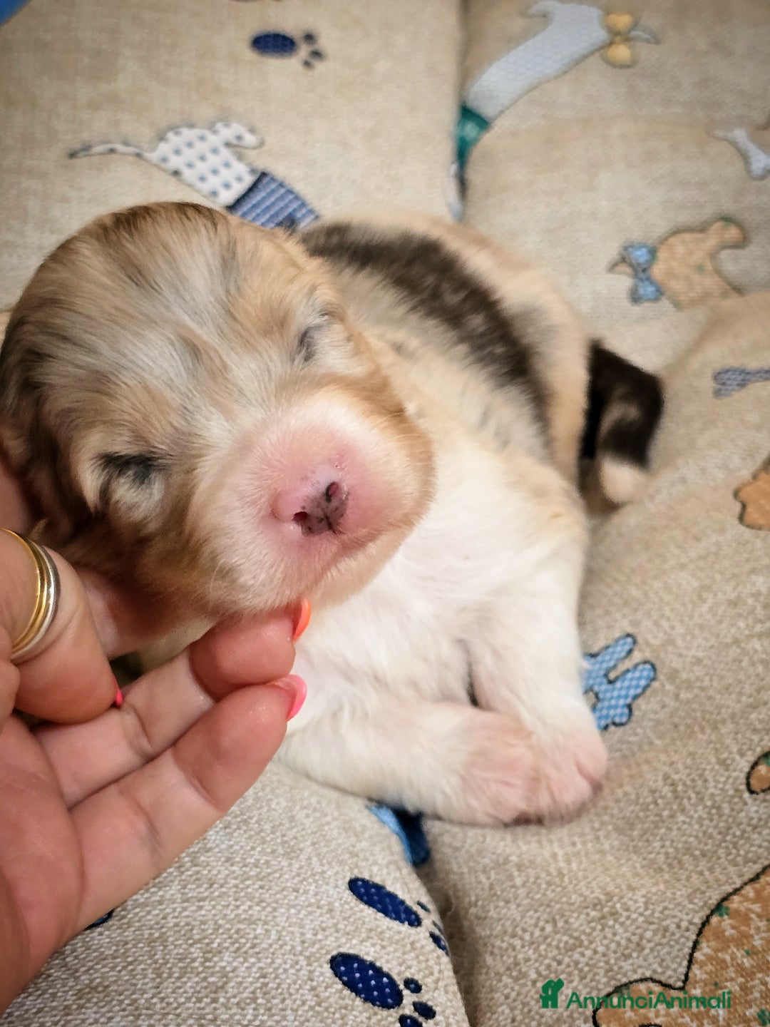 Australian Shepherd cani in vendita: Cucciole di pastore australiano con pedigree ENCI - Annuncio 13