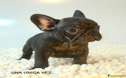 Bulldog Francese cani in vendita: cuccioli di bouledogue francese - Annuncio 5