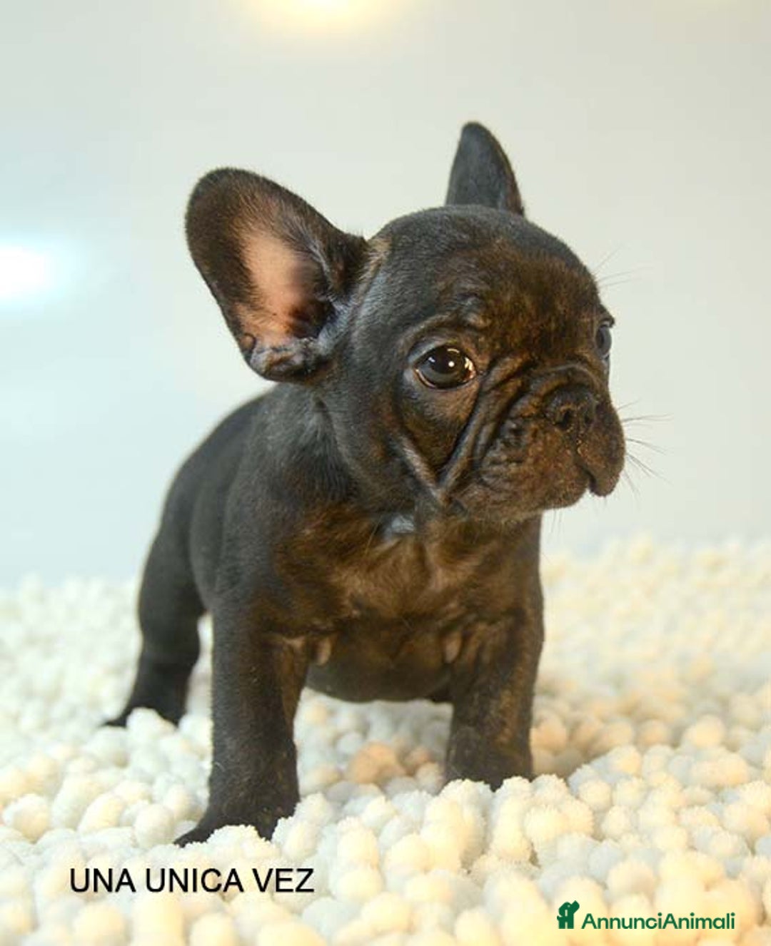 Bulldog Francese cani in vendita: cuccioli di bouledogue francese - Annuncio 5