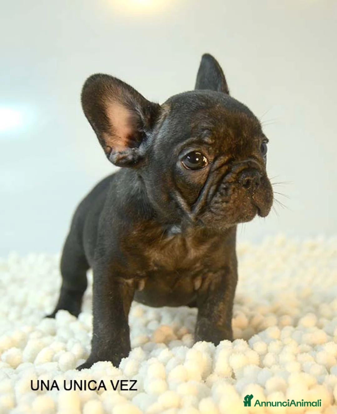 Bulldog Francese cani in vendita: cuccioli di bouledogue francese - Annuncio 5