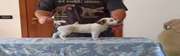 Jack Russell cani in vendita: Cucciolata jack Russell terrier con pedigree  - Annuncio 13