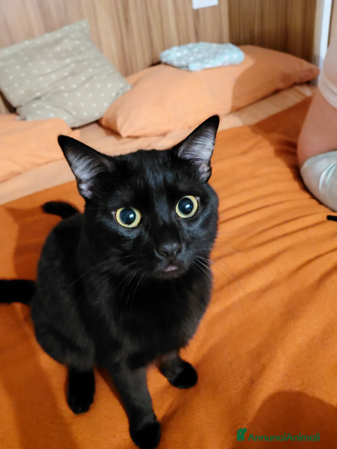 Europeo gatti in vendita: Mirtillo  1 anno e mezzo - Annuncio 2