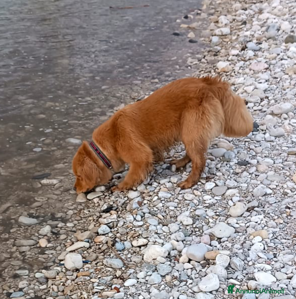 Golden Retriever cani Golden retriever americano  - Annuncio 20