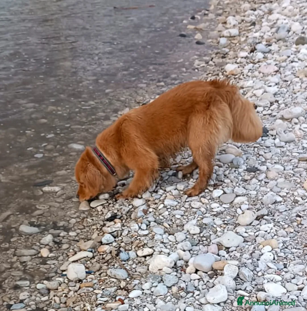 Golden Retriever cani in vendita: Golden retriever americano  - Annuncio 1