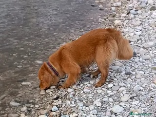 Golden Retriever cani Golden retriever americano - Annuncio 20