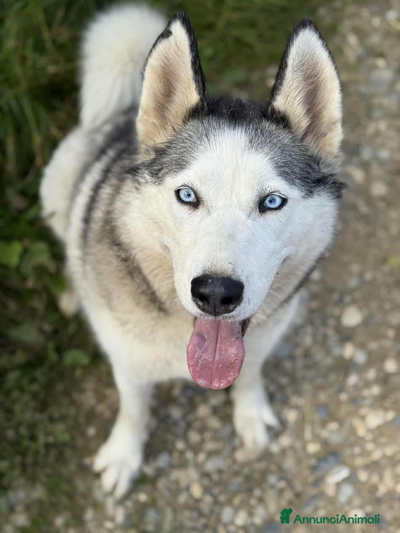 Husky cani CINDY, splendida HUSKY cerca famiglia! - Annuncio 1