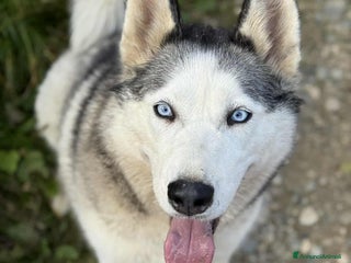 Husky cani CINDY, splendida HUSKY cerca famiglia! - Annuncio 11