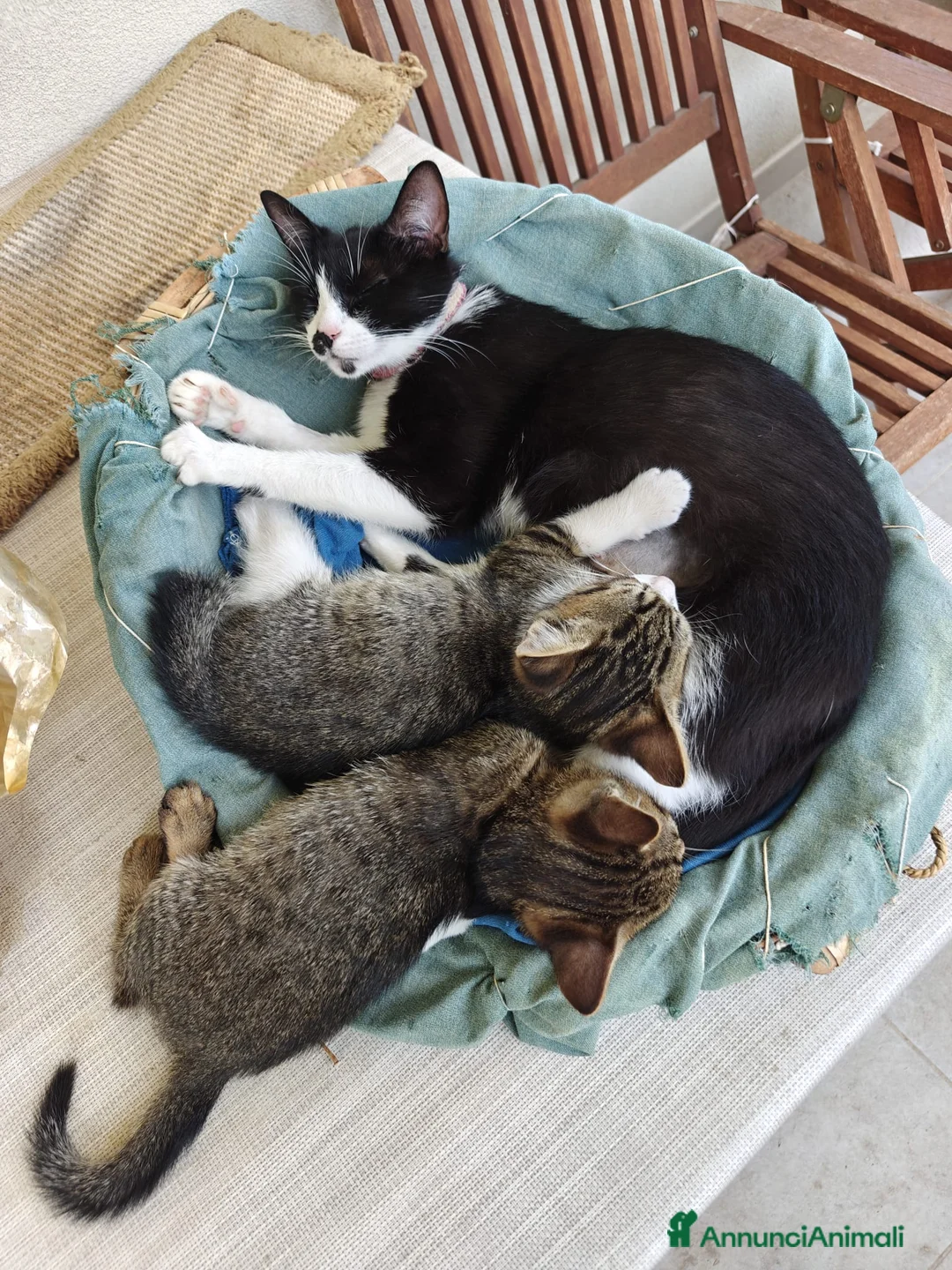 Meticcio gatti in regalo: Regalo gattini tigrati  a Provincia di Macerata - Annuncio 2