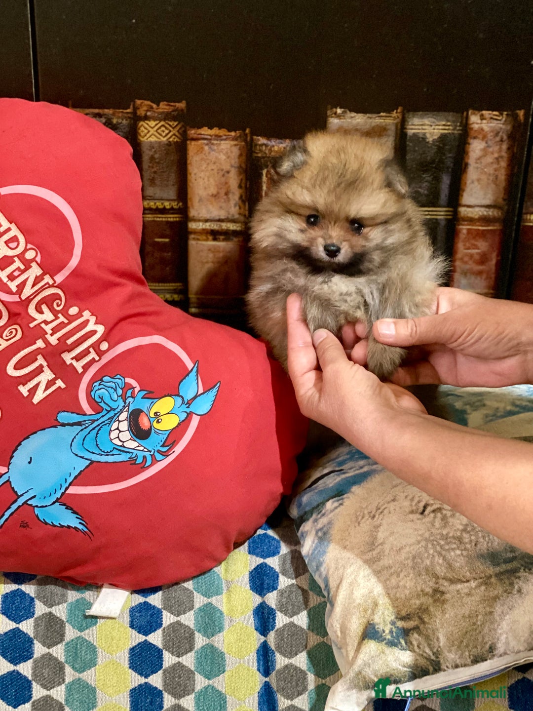 Volpino Pomerania cani in vendita: Volpino Pomerania Pedigree  a Provincia di Pavia - Immagine 10