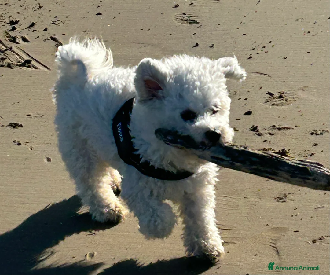 Immagine della galleria {{count}}