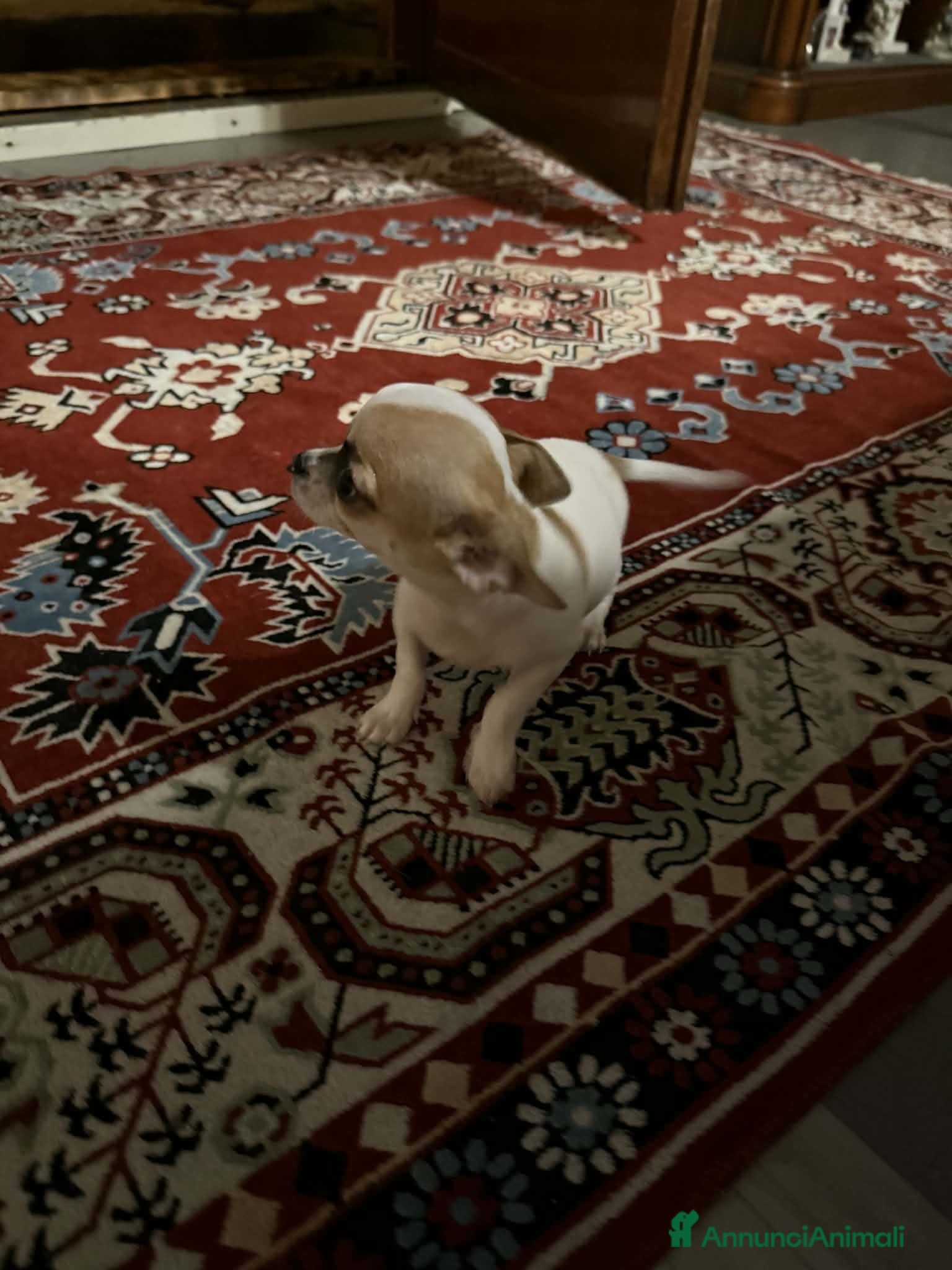 Chihuahua cani Chihuahua  a Provincia di Rovigo - Annuncio 2