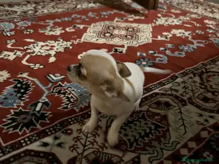 Chihuahua cani Chihuahua a Provincia di Rovigo - Annuncio 2