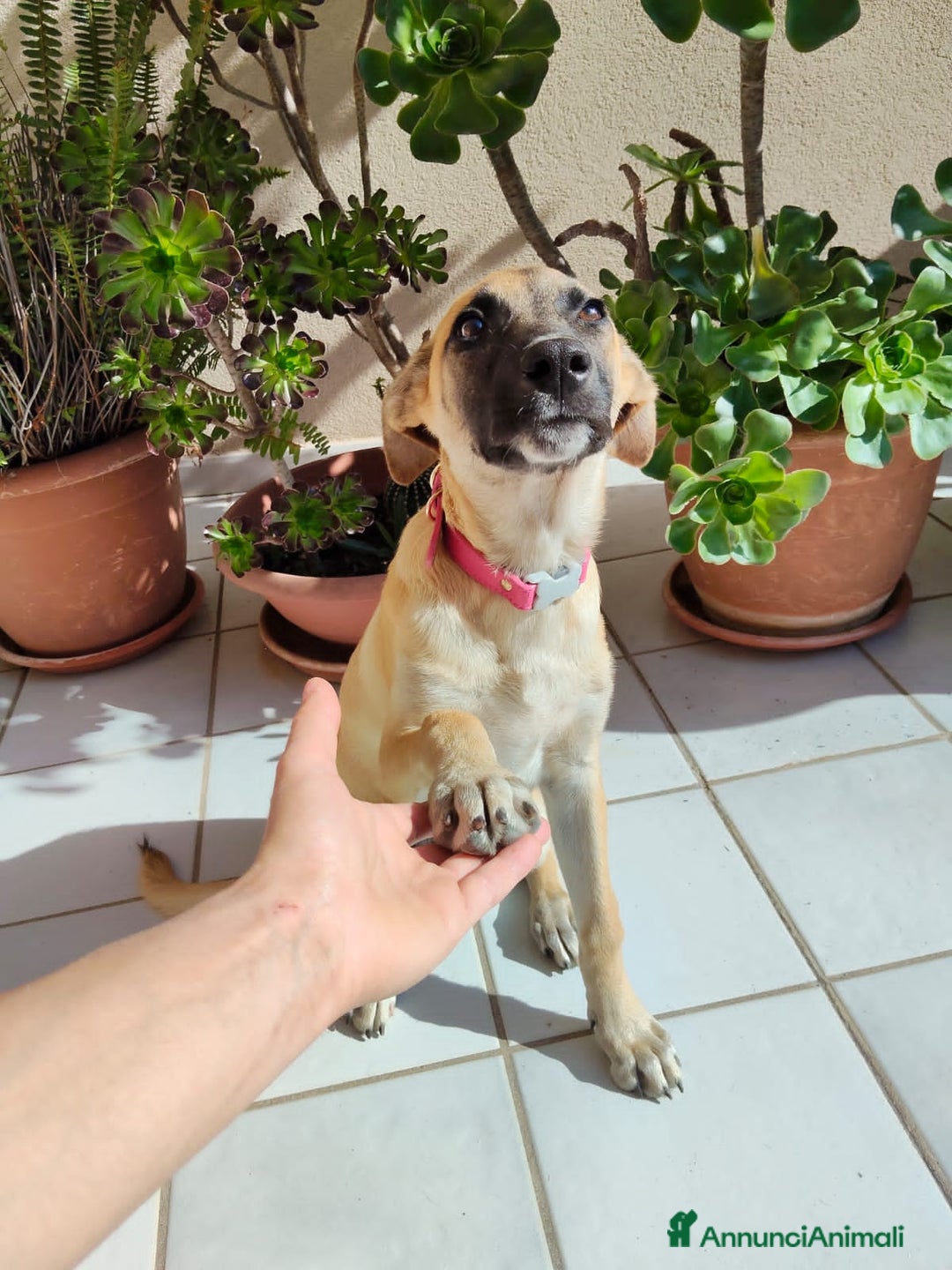 Altre razze cani in regalo: sofia e maya - Annuncio 3