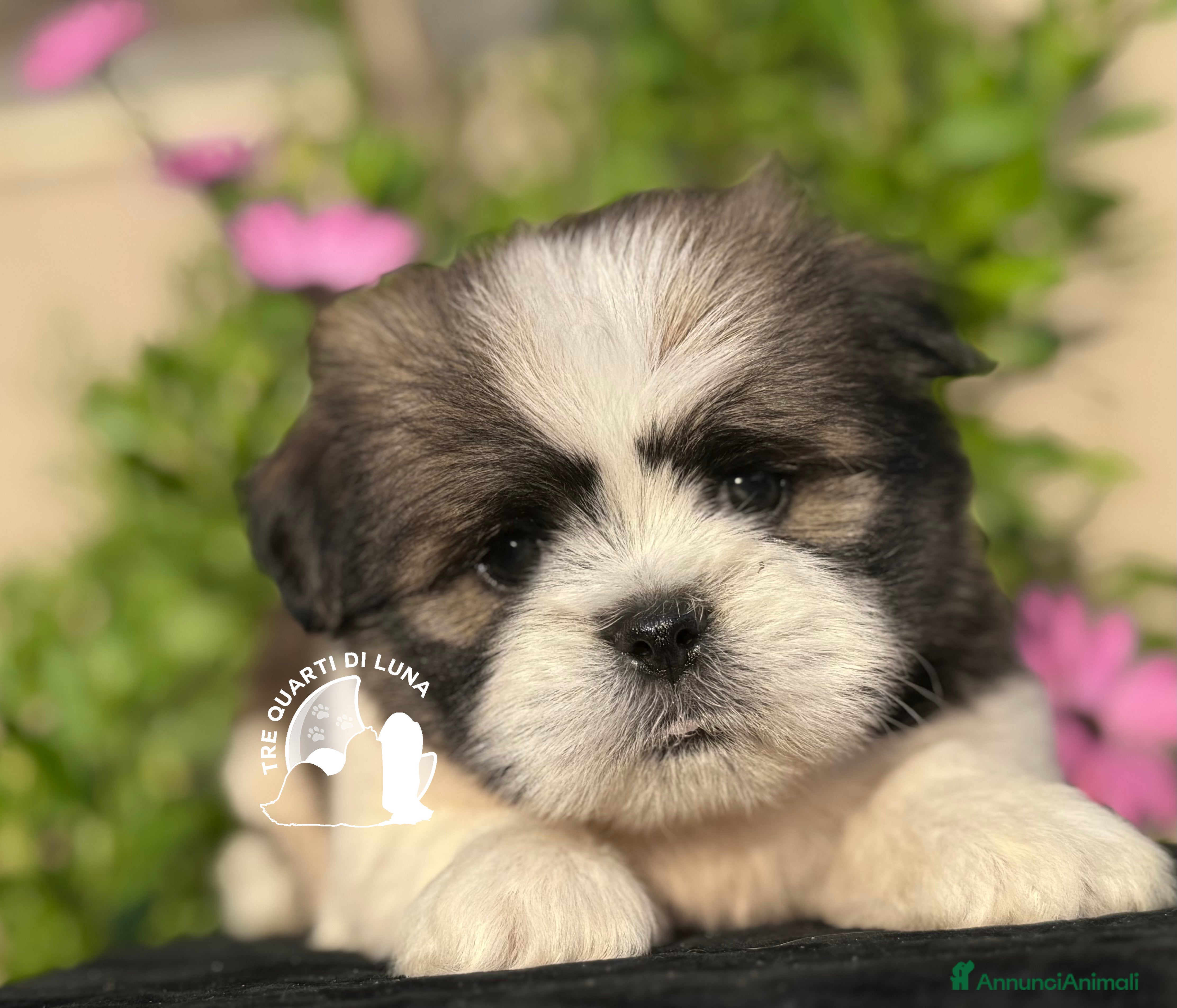 Maltipoo cani Lhasa Apso Maltipoo Barboncino Tre Quarti di Luna - Annuncio 12