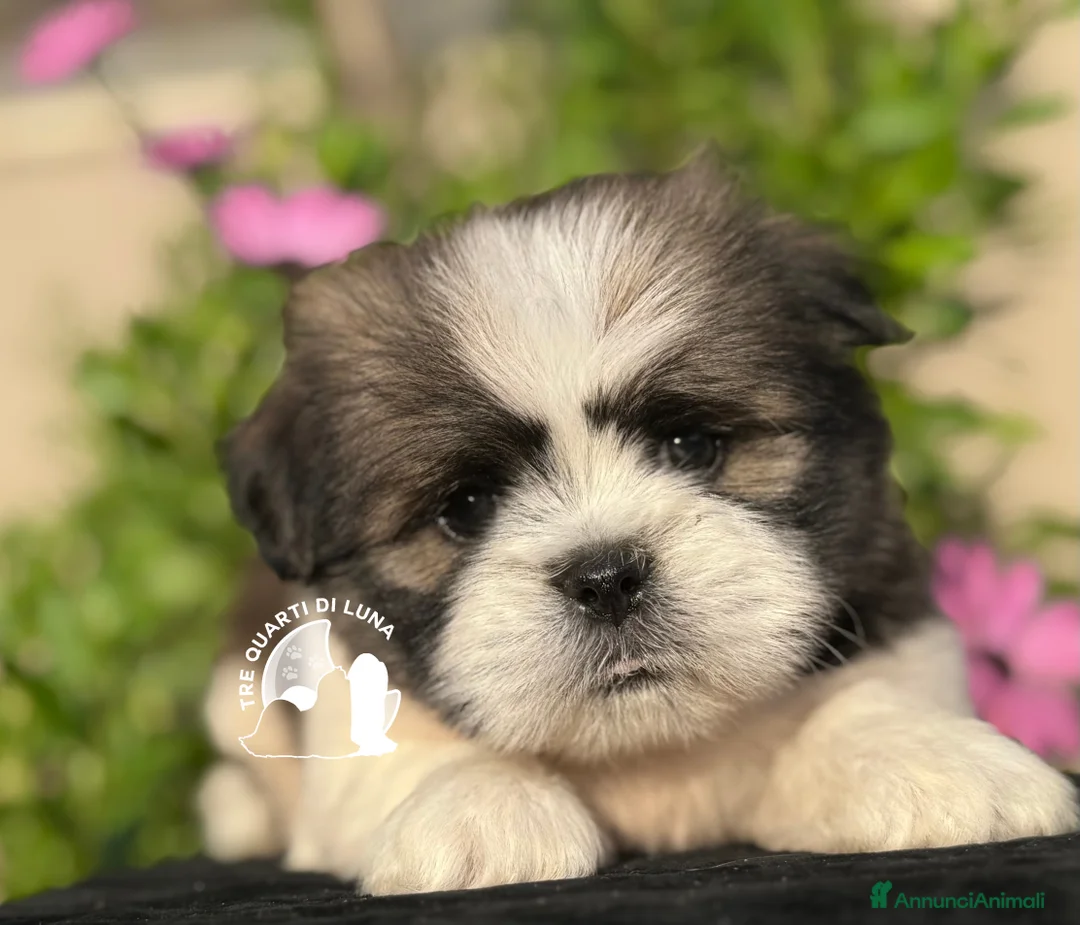 Maltipoo cani in vendita: Lhasa Apso Maltipoo Barboncino Tre Quarti di Luna - Annuncio 1