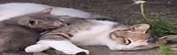 Europeo gatti in regalo: Gattino di 9 settimane cerca casa  a Provincia di Treviso - Annuncio 2