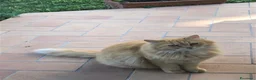 Meticcio gatti in regalo: Gattina Rossa (Ginger) per donazione gratuita - Annuncio 5