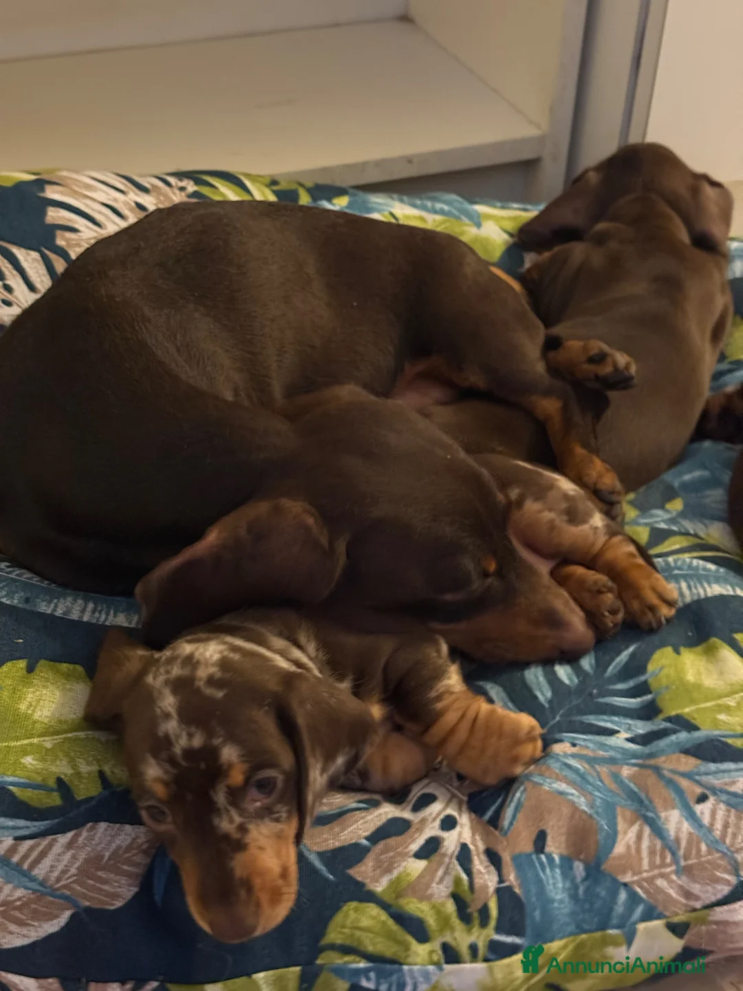 Bassotto cani in vendita: CUCCIOLI DI BASSOTTO NANO  - Annuncio 2