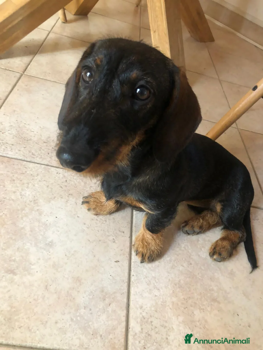 Bassotto cani in vendita: Cuccioli in sttesa - Annuncio 1