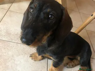 Bassotto cani Cuccioli in sttesa - Annuncio 1