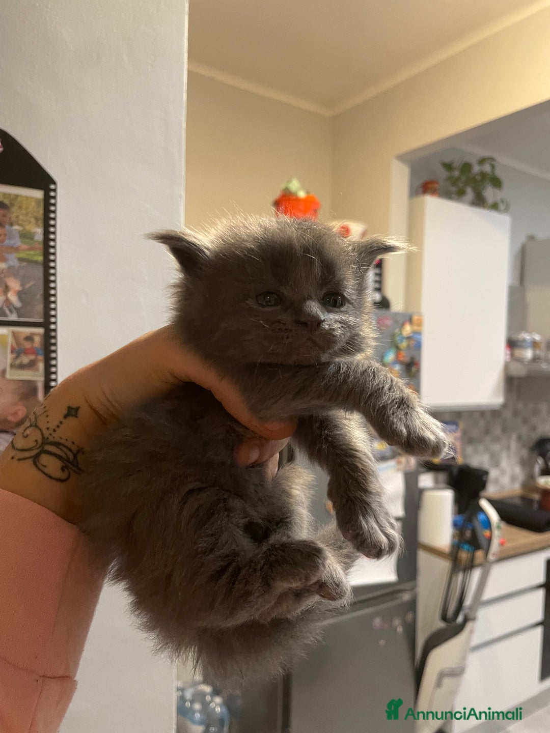 Maine Coon gatti in vendita: Mainecoon - Annuncio 4