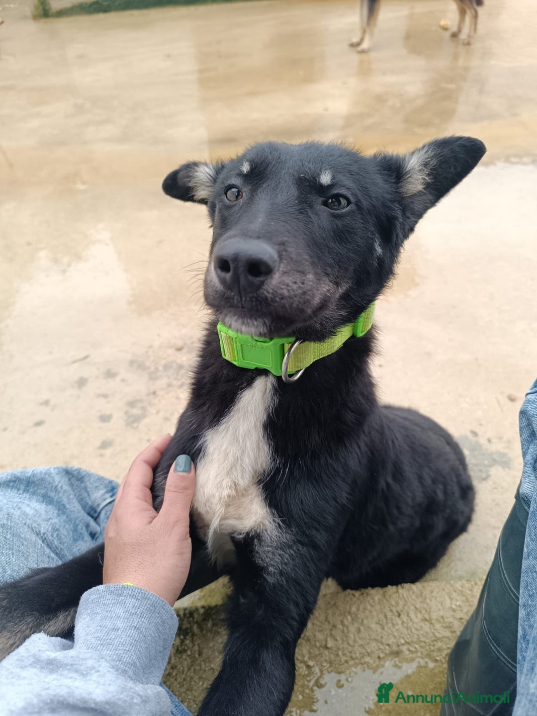 Meticcio cani in regalo: Luigi: timido, docile, socievole  a Città Metropolitana di Genova - Immagine 8