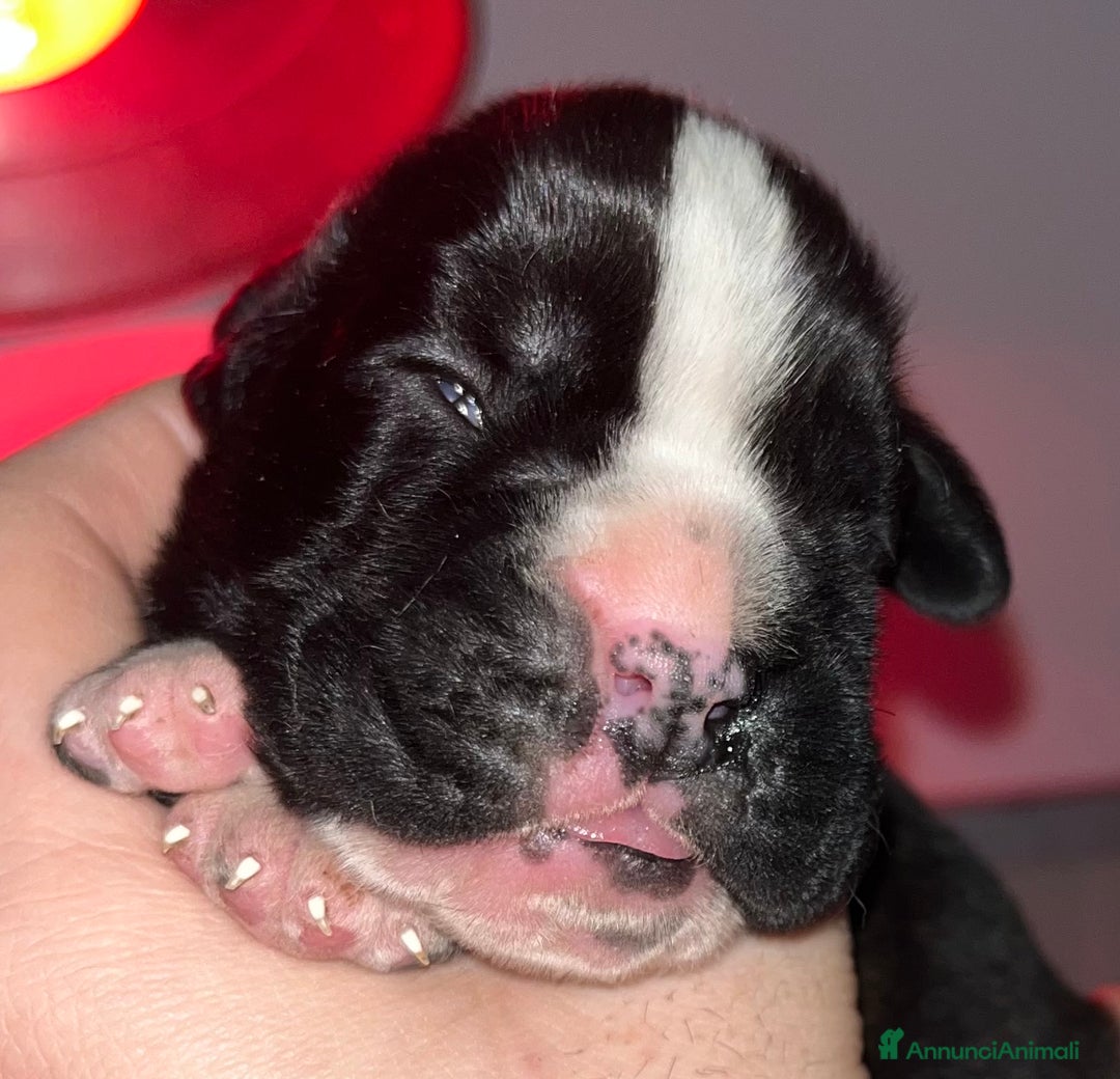 Boxer cani in vendita: Boxer cuccioli - Annuncio 8