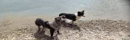 Meticcio cani in regalo: Kaos cerca casa in regalo a Provincia di Cremona - Annuncio 3