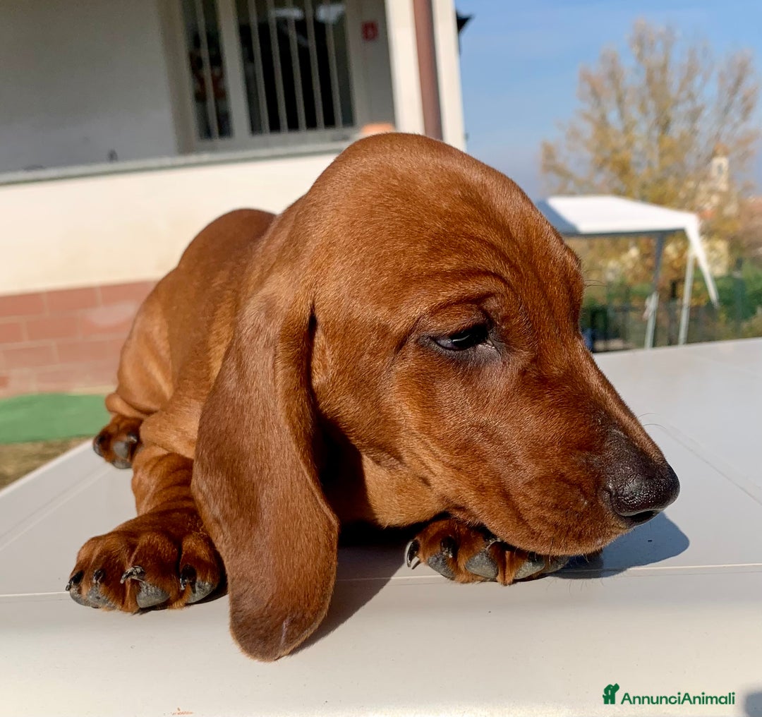 Bassotto cani in vendita: CUCCIOLO BASSOTTO STANDARD PELO CORTO - Annuncio 4