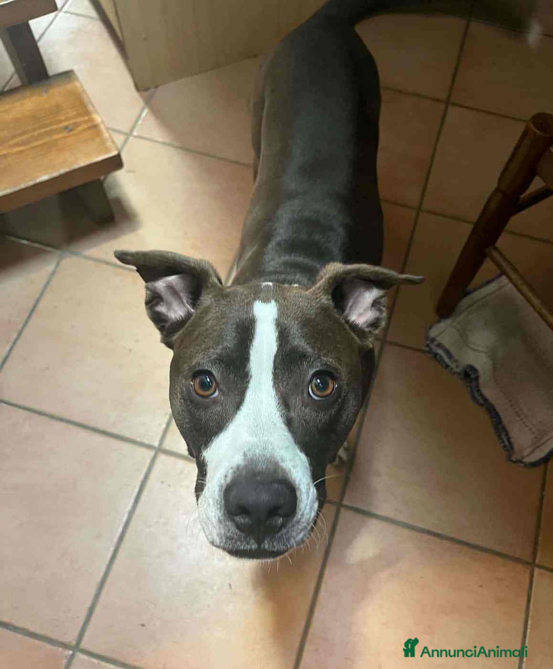 Pitbull cani in regalo: OLIVIA, dolcissima mix PIT cerca casa! - Annuncio 10