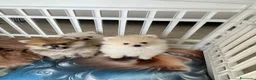 Volpino Pomerania cani in vendita: Pomerania - Annuncio 3