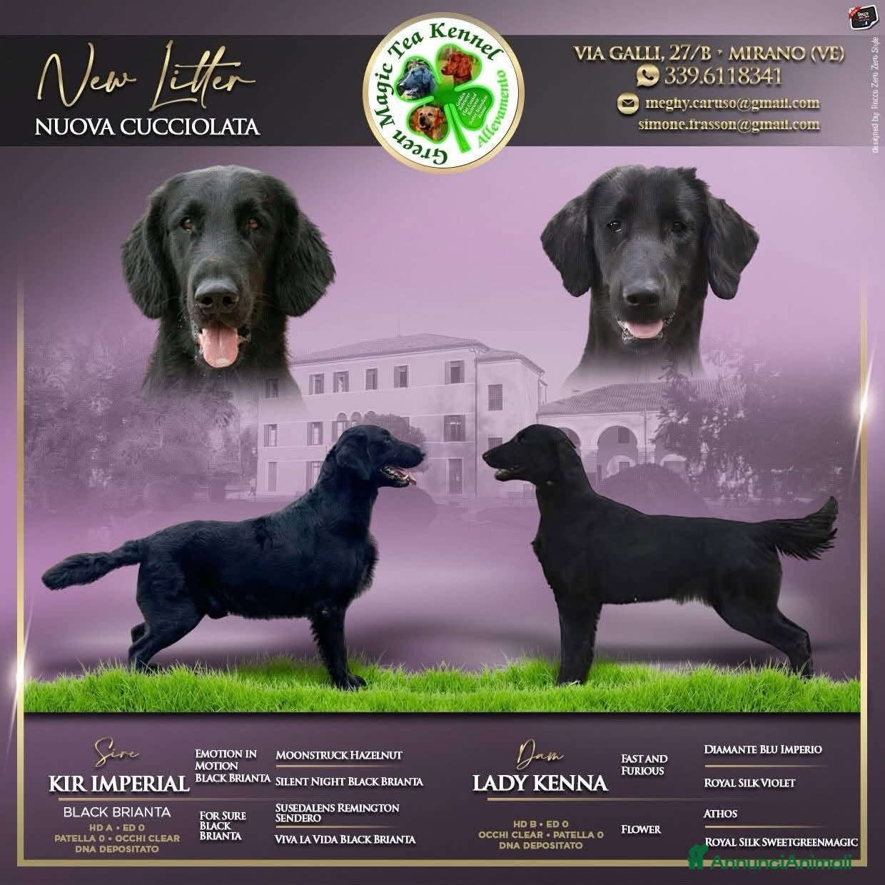 Flat Coated cani Cuccioli Flat Coated Retriever disponibili - Annuncio 1