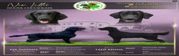 Flat Coated cani in vendita: Cuccioli Flat Coated Retriever disponibili - Annuncio 1