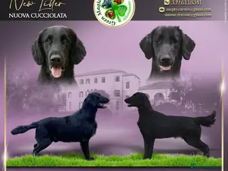 Flat Coated cani Cuccioli Flat Coated Retriever disponibili - Annuncio 30