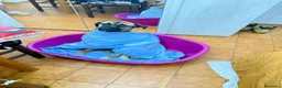 Meticcio cani in regalo: Wendy a Città metropolitana di Roma Capitale - Annuncio 12
