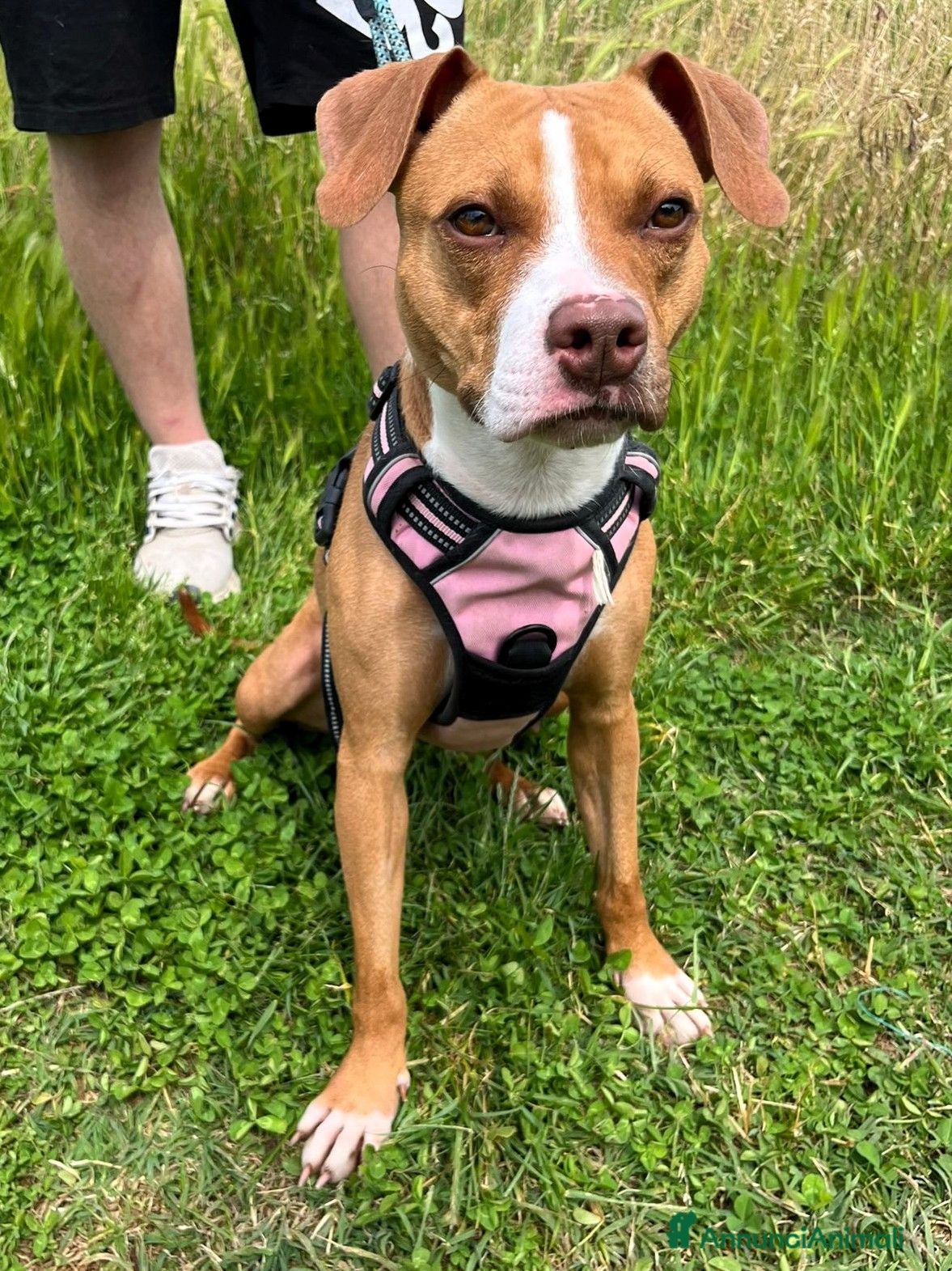 Meticcio cani ANDROMACA PIT - Annuncio 32