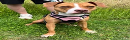 Meticcio cani in regalo: ANDROMACA PIT - Annuncio 1